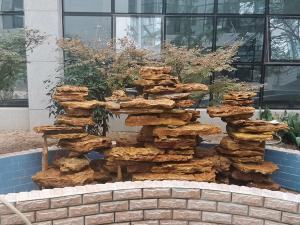 小型庭院草莓视频色板网站